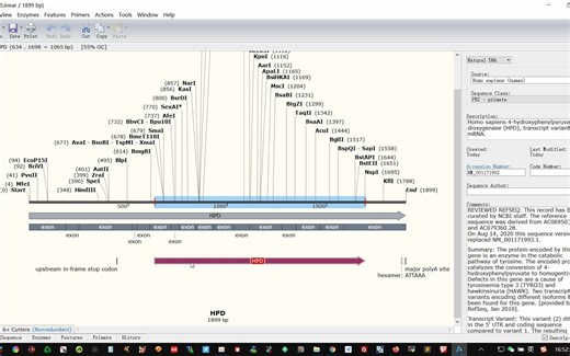 snapgene构建载体