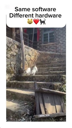 Double the cats, double the attitude! #shorts