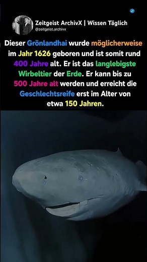 🦈⏳ Der 400 Jahre alte Hai, der noch immer lebt