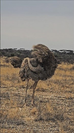 Female Somali Ostrich in Samburu National Reserve Kenya