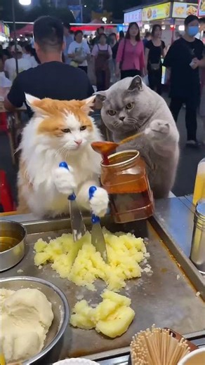 🐱 卖不完的土豆泥，打不完的架！