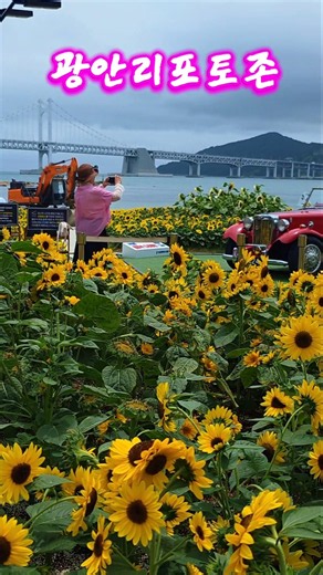 Gwangalli Sunflower Photo Zone: A Summer Hotspot with Sea and Gwangandaegyo Bridge Views
