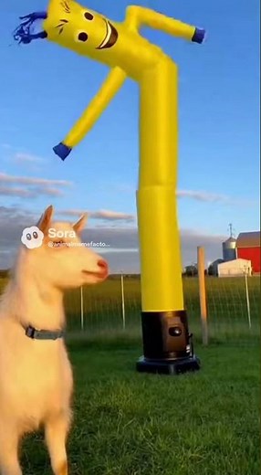 Funny goat screams #goats #scream #viral #fyp #funny #animals