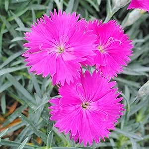 100 Seeds Pink Dianthus Cheddar Pinks Carnation Sweet William Seeds Perennial Flower Heirloom Ground Cover Easy to Grow
