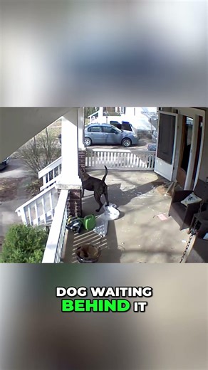 Dog vs Delivery Worker: Gate FAIL & Elephant Attack! #shorts
