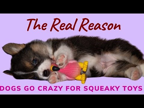 The Real Reason Dogs go Crazy over Squeaky Toys