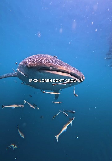 Sir David Attenborough's Legacy in Ocean Conservation