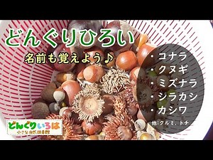 Acorn picking - Quercus serrata, Quercus acutissima, Quercus crispula, Quercus shiitake, and Quer...