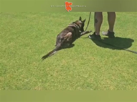 A snippet of tracking training with K9SA DARCY. DARCY & the boys are at a level now where they are completing multiple legs over multiple surfaces but as with everything we do, we go back to move forward. Completing 'reset' exercises helps with clarity & purpose. #dutchshepherd #VanKampftrieb #MWD #articles #PD #K9SolutionsAustralia🇦🇺 | K9 Solutions Australia