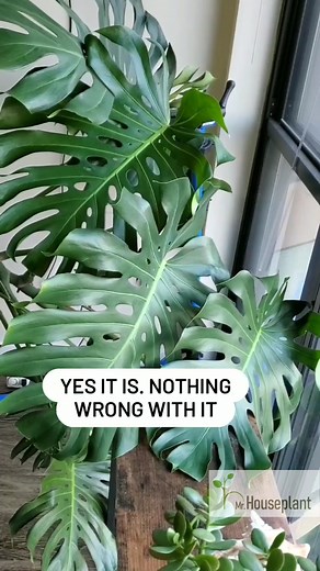 Update on cutting off all aerial roots on my monstera 🙂A lot of people thought that my plant was going to die or to have serious health issues. But of course, nothing happened.It even grew a new leaf. ⠀ ⠀ If you understand the purpose of aerial roots, you know that there is no reason for anything bad to happen because you cut them off. If your monstera is not climnbing against a pole or trellis, or you didn't put the roots into soil,the roots serve no purpose indoors.⠀ ⠀ As we know, soil roots,