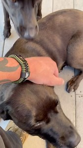 1K views · 34 reactions | Service dogs are incredible companions...