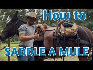 How to saddle a mule PROPERLY