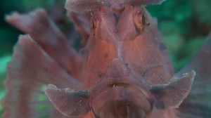 Watch these peculiar fish waddle across the seafloor. | National Geographic
