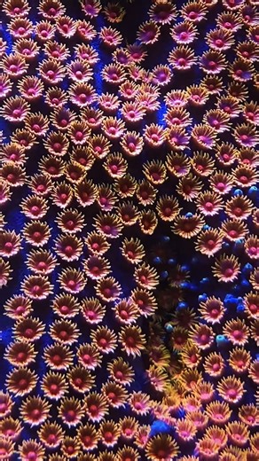 Bizzaro Cyphastrea Coral | Rare LPS Coral with Stunning Color & Texture #Cyphastrea #coral #reef