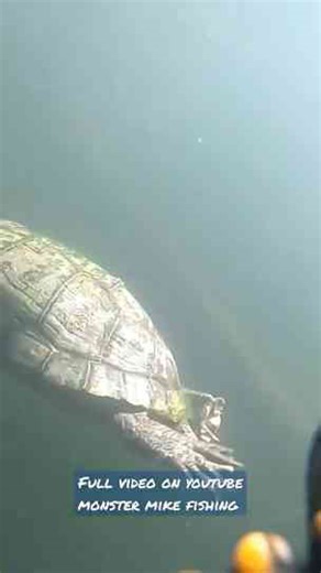 He attached a GoPro to a turtle and this is what it filmed