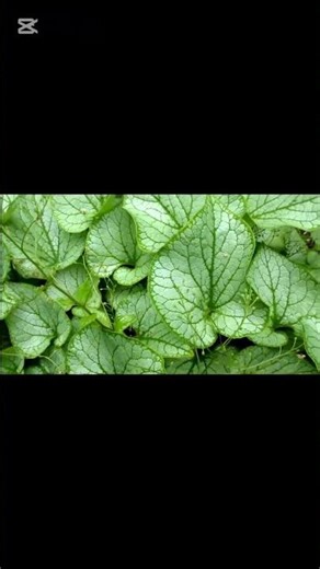 How to Grow and Care for Siberian Bugloss #shortvideo