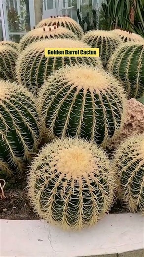 Top 5 Best Cacti for Beginners | Easy Low-Maintenance Cactus Plants