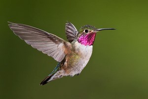 Hummingbird ~ Everything You Need to Know with Photos | Videos