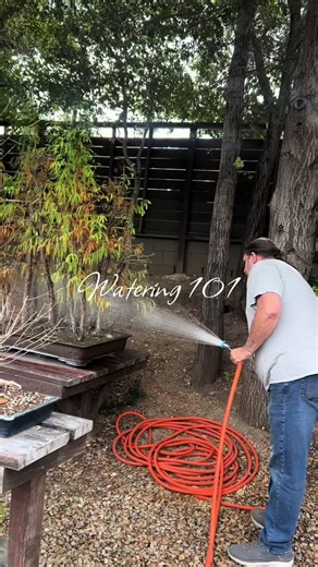 Care for Your Bonsai Trees in SoCal Winters