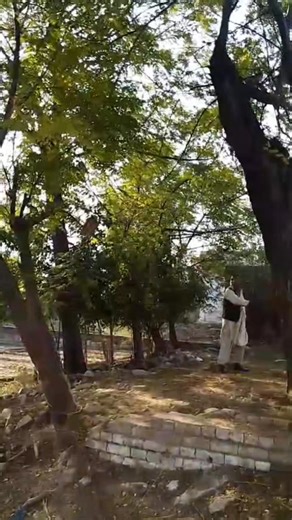 Next stage of training, calling the passage Goshawk from nearby trees. Trust takes flight, one call at a time. #Falconry #Goshawk #Pakistan | Pakistan Falconry Association