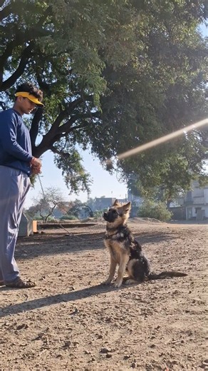 german shepherd puppy training 🐕 || 6 month old german shepherd || #germanshepherd #dogtraining #gsd
