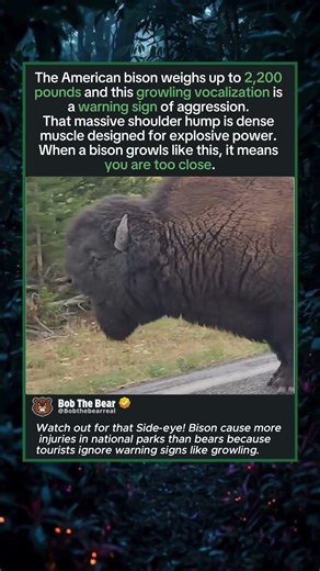 The Warning Sound a 2,200-Pound Bison Makes