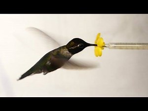 Scientists have used a high-speed camera to film hummingbirds' aerial acrobatics at 1000 frames per second. They can see, frame by frame, how neither wind nor rain stop these tiniest of birds from fueling up. | Deep Look • PBS