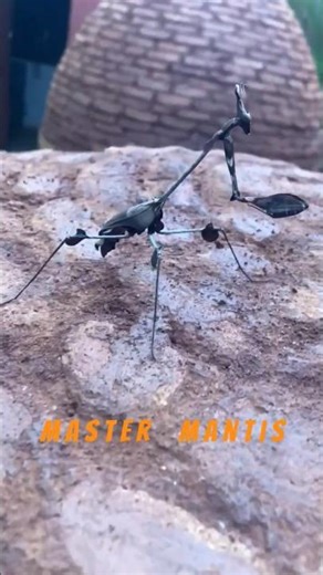 Real Life Master Mantis 😱 | Nature’s Praying Mantis Look-Alike