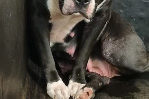 'Our hearts are breaking' - the saddest rescue dog whose eyes say it all