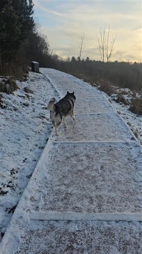 Victòria Mur 📸🌴ФОТОТУРЫ, 🐾ФОТОВСТРЕЧИ С ЖИВОТНЫМИ, ✨️ФОТОДНИ | Встретила волка в лесу 😱 | Instagram