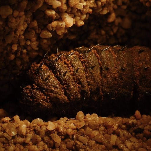 This mopane worm (Gonimbrasia belina) is burrowing underground to pupate. This process takes place during the winter months and the adult emperor moth will not emerge until the beginning of summer. The adult moths live only for three to four days, during which time they mate and lay their eggs. #TimelapseTuesday ⏳ | Science Channel
