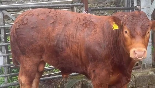 Ruthin Farmers Auction Co Ltd on Reels