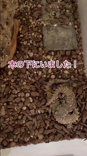 改めて珍獣の中の珍獣！8匹の飼育しているアルマジロトカゲを数えてみたらすごい事に！ #爬虫類 #reptiles #エキゾチックアニマル #癒し #モンハン #爬虫類のいる生活
