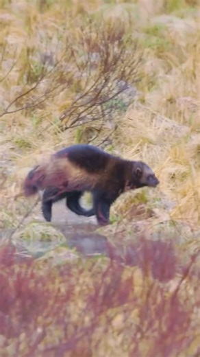 Wolverine: The Fearless Animal That Fears Nothing