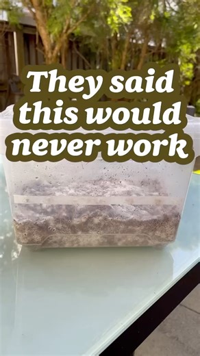 Scooping out the trich!