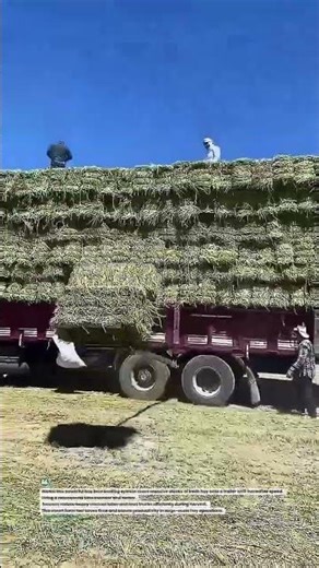 Lightning-Fast Hay Bale Loader Filling Trucks in Minutes! 🚜🌾 #FarmTech #HayHarvest #AgriShorts