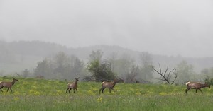 7 Great Things to Do in Elk Country in the PA Great Outdoors Region