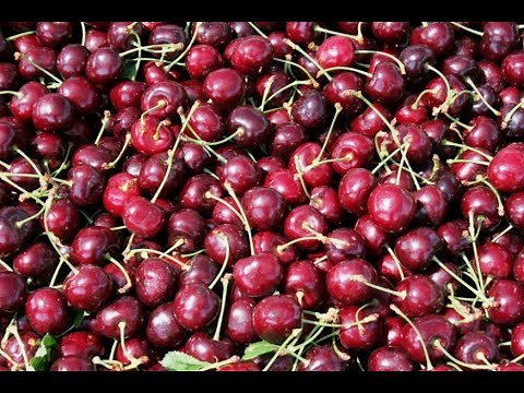 Cherries 101 - Selecting, Storing, and Preparing Cherries