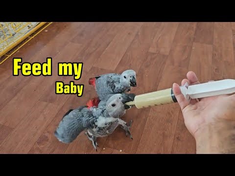 African grey hand feeding