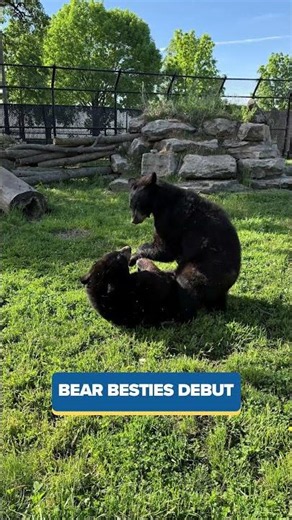 A black bear now calls Oshkosh home and new UTV law in Wisconsin