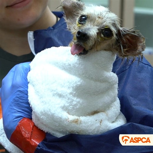 10K views · 5.4K reactions | URGENT❗ This holiday season, we'll have 100+ homeless animals in our care. Your gift of just 63¢ a day helps us provide them with food, shelter and medical care. Donate now 李 | ASPCA | Facebook