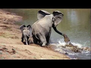 brave elephant mum kills a vicious crocodile to save her child