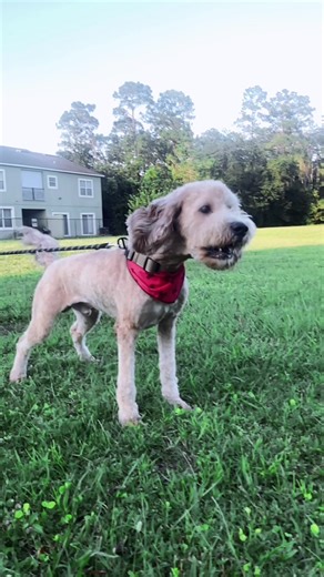 does your dog slobber when barking? #mutt #dc