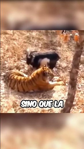 Encounter Between a Siberian Tiger and a Goat #shorts