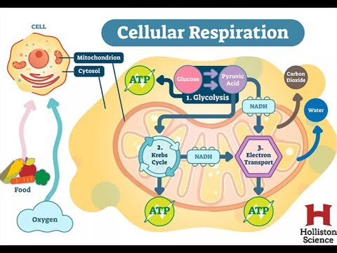 Cellular Respiration Video for 8th Graders
