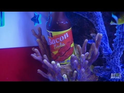 Reveal: Rocket Fizz Tank | Tanked