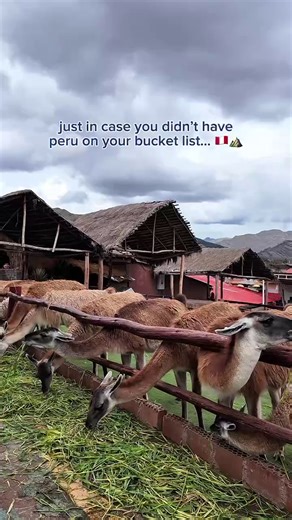 Where breathtaking landscapes meet unforgettable wildlife 🇵🇪🦙 Explore Peru with a AAA Travel Advisor! https://aaa-text.co/4ptE6Ea #peru #travel | AAA Auto Club Enterprises