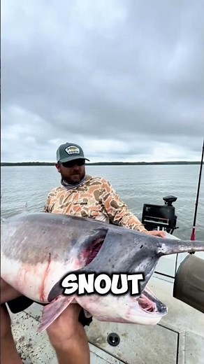 Meet the Paddlefish Nature’s Living Fossil 🐟