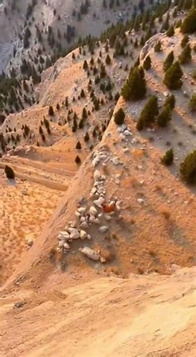 Unbelievable: Monkey Scares Tiger Off Cliff!