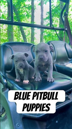 Blue pitbull puppies! #pitbullpuppy #bluenose #americanbully #pitbulldog #puppyvideos